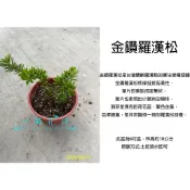 心栽花坊-金鑽羅漢松/羅漢松/6吋/松/杉/柏/檜/特價280