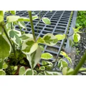 斑葉赤道櫻草 無根枝條 斑葉活力菜 日本枸杞 /開花植物/觀葉/園藝/花藝，每株8公分以上剪頭不帶根裸株保濕出貨。