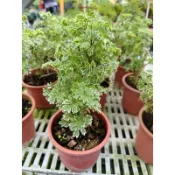 英宏 雪花川七（雪花福祿桐）3寸 陽光植物 室內植物