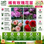 台灣現貨🌹【15款玫瑰花苗】🌹 基地直達 稀有玫瑰 香水玫瑰 陽台庭院花卉盆栽薔薇大花月季濃香耐寒室外植物四季開花 花苗