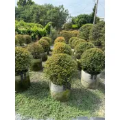 紫檀、細葉七里香、球型羅漢松、球型馬茶、球型玉芙蓉