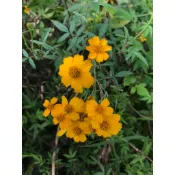 ［溪口．那邊］芳香萬壽菊純露 高濃度萃取 含油量高 友善耕作無農藥 可當漱口水