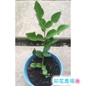 初花農場2店|馬蜂橙|泰國萊姆葉｜卡菲爾萊姆｜香草植物|扦插苗｜可用於泰式料理調味｜