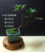 寶悅 小品盆栽 H283 玫瑰杜鵑 療癒小物 居家擺飾