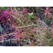 四葉草水生植物。水草造景-紅頭趴趴熊5株150元(出貨時水上葉唷！)介意者請勿下單