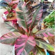 威爾森園藝-Musa Nono粉紅雲彩蕉4.5吋(圖1網美)擇優