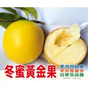 冬蜜黃金果嫁接苗 黃金果 嫁接苗 特株種苗 果肉細緻甜如蜜，甜味略似焦糖味