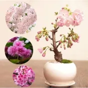 現貨 20款 矮化櫻花種子 櫻花盆栽種子 四季盆栽櫻花種子 微型櫻花 日本櫻花 四季開花 室內易活 盆栽花草 新手陽臺庭