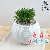 【小品文化】羅漢松【現貨】4吋燈籠免澆水盆栽 室內植物 室內盆栽 懶人盆栽 水培植物 水培盆栽 室內盆栽 觀葉植物