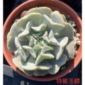 多肉植物-特葉玉蝶（穴盤苗不附花牌）-慈碩農場