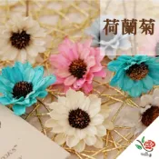 (店+)荷蘭菊 玉蘭球 極度花燥 花材 主花 手作花 永生花 乾燥花 不凋花 小松花 松花 小牡丹 畢業季 畢業 七夕 情人節