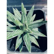龍舌蘭🌵【笹之雪】🌵