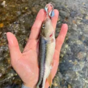 微物路亞 【超迷你4.5克 Spinner bait】『 捲仔、馬口必殺』 路亞 路亞假餌