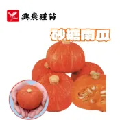 砂糖南瓜 (橘皮 栗子南瓜) 【蔬果種子】砂糖南瓜種子 南瓜中種子 栗子南瓜種子 興農牌 每包約6粒