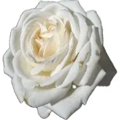 新娘萬歲 玫瑰花 Vive la Mariée! (珍妮莫羅) 強香 白色 小苗 日本製 青山控根盆 4吋盆 玫瑰小苗