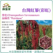 H49.台灣紅藜(彩虹)種子2500顆(約3.5公克)(未脫殼)花卉 花類種子【綠藝家】