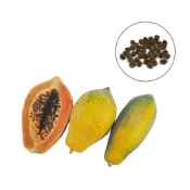 (店+)【蔬菜之家】大包裝I04-1.台農2號木瓜種子 0.8克約50顆中早生，株形中高，兩性果長型，雌性果橢圓形