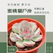 ［狂買園藝］ 多肉植物 蜜桃獵戶座🍑 3寸盆 景天科 /仙人掌/療癒小物/送禮小物/婚禮小物