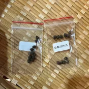 台農二號木瓜 -種子-10顆10元