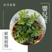 植得｜嬰兒蕨👶🏻｜室內植物·空氣淨化蕨類植物