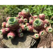 ↠有植感↞ ▮血櫻山玫群▮ 韓國多肉 山地玫瑰多肉 多肉玫瑰 多肉植物 多肉 景天科  多肉 觀葉植物 山地玫瑰 觀葉