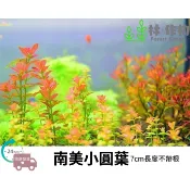 《林作物》水草 南美小圓葉 5株/50元 中景草 後景草 不需CO2 耐熱 紅色 陽性水草 新手級