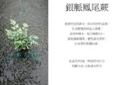 心栽花坊-銀脈鳳尾蕨/3吋/小品/蕨類/觀葉植物/綠化植物/售價60特價50