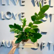 （金錢樹💰）植畫植說/上板植物/風水植物/觀葉植物/室內植物/招財/苔球/畫框/餐廳佈置/居家擺設/裝飾