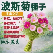 城禾農產🍃 波斯菊種子 15克約2100粒 菠斯菊種子 波斯菊種子 菠斯菊種子 波斯菊花種子 菠斯菊花種子 菊花種子