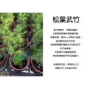 心栽花坊-松葉武竹/蓬萊松/3吋盆/綠化植物/綠籬植物/竹子/特價50