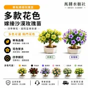 隔日達🔥解決種不活煩惱｜不爛根 黛芙沙漠玫瑰嫁接苗🌷稀有重瓣 耐寒耐熱四季可種 3年 / 5 年壯苗 陽台庭院盆栽專用