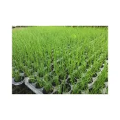 (店+)韮菜苗 韭菜苗 起陽草 綠韮菜 高CP值的好蔬菜 水餃好搭檔 珍珠包的餡料