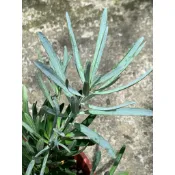🌸植plant & flower ~ 藍葉羅漢松  雪藍色  羅漢松  盆景素材  家有羅漢松  萬事都輕鬆
