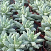 沅鈺農場   多肉植物   一吋盆/樹冰