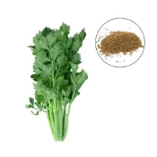 (店+)【蔬菜之家】大包裝F06-1.美國青莖西洋芹菜種子15克約40000顆株型粗壯，帶有光澤及亮度，葉柄寬闊肥