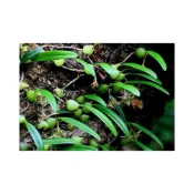(店+)苔鑽🍀綠花寶石蘭 約10-20cm小型蘭花/花朵漂亮/附生迷你香蘭花/雨林缸造景/稀有小巧/微景觀/辦公室小物/家庭植