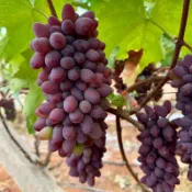 🍇【懶人盆栽葡萄種子】24品種可選/高發芽率葡萄種子/發芽率高 易照料/稀有品種一次擁有