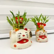 【一畝禾】現貨 財位植物 開運竹 萬年竹 招財貓盆 招財 聚寶盆 水耕盆栽 室內植物 發財樹 室內植物 懶人盆栽  盆栽