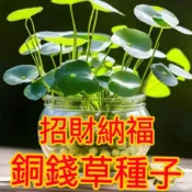 森禾|🌱🌱【 銅錢草種子】 水培真水草種子 魚缸水草種子 四季發芽 新手易種 金錢草吸甲醛綠植 養魚必備綠植 淨化氧