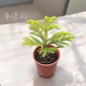 小花園藝 南洋杉 6吋盆 $150