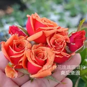 南瓜樂園 庭院超豐花 雙色花瓣 濃郁橘色 強健好養《四季有花玫瑰園》玫瑰苗 玫瑰盆栽 嫁接樹玫瑰 月季棒棒糖
