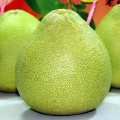 【一等鮮】麻豆老欉文旦禮盒1盒(9-12粒/10斤/盒)
