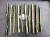 南非葉  扁桃斑鳩菊  巴西國寶 現摘、新鮮枝條、插枝 1枝9元 (10枝起售)