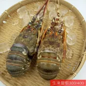 (店+)【蝦鮮生蟹小姐】生凍龍蝦  350-400克/隻