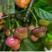 現貨+當日出貨（切羅·羅莎 羅克薩 辣椒種子新種上市 （ 勁辣） 高產可觀賞可食用辣椒種子 有史以來最漂亮的智利辣椒種子