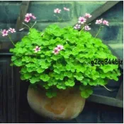 ✨現發 銅錢草種子（多入裝） 四季種植 土培水培綠植桌面陽台盆栽金錢草招財旺宅魚缸造景四季種植旺風水除甲醛馬蹄金種子