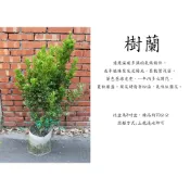 心栽花坊-樹蘭/8吋/綠化植物/綠籬植物/香花植物/特價350