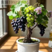現貨 矮化葡萄種子（50粒）新品種 四季種植 高產 矮化盆栽庭院種子 庭院 四季耐寒高產水果 葡萄種子