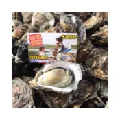 (店+)【吉雄鮮蚵】[團聚海派箱]帶殼牡蠣,鮮蚵,生蠔,老蚵,烤蚵,蚵仔