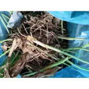 @大大園藝@**薑黃裸根苗10**植物是活體！！不適用7天鑑賞期，能接受者再購買！